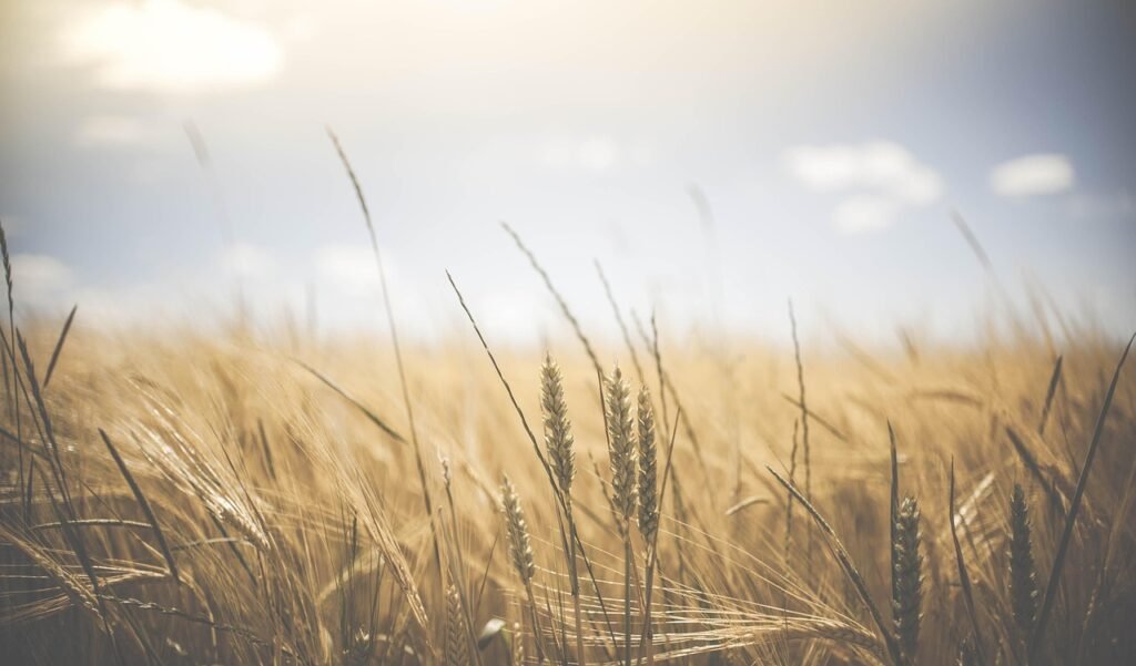 Harvest Food
