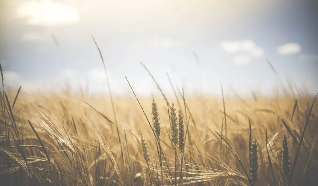 harvest future harvest future